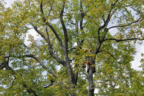 Best Storm Damage Tree Cleanup  in USA